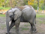 African Elephant Elefant-ZOO-Warsaw