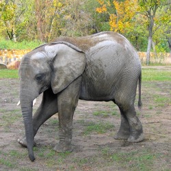 African Elephant Elefant-ZOO-Warsaw