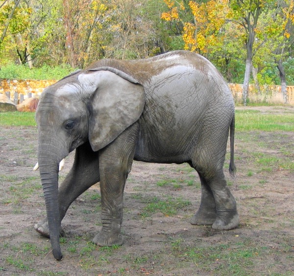 African Elephant Elefant-ZOO-Warsaw