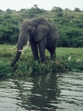 African Elephant Elefant