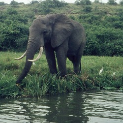 African Elephant Elefant