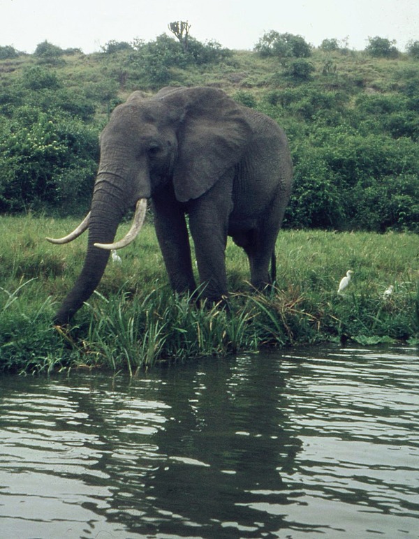 African Elephant Elefant