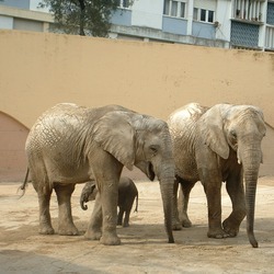African Elephant Elefante Africano_02