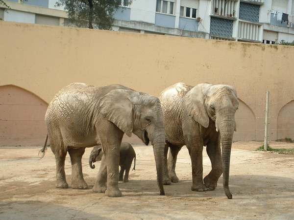 African Elephant Elefante Africano_02