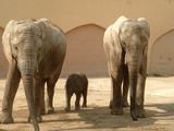 African Elephant Elefante Africano