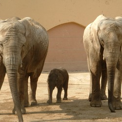 African Elephant Elefante Africano