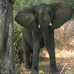 African Elephant Elefante Lake Manyara Park