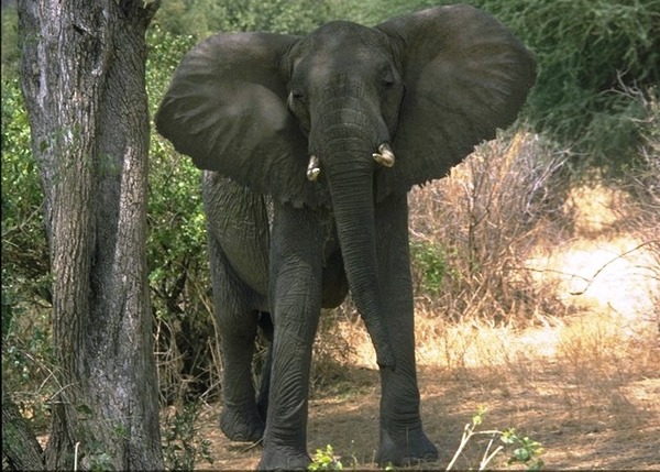African Elephant Elefante Lake Manyara Park