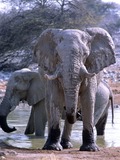 African Elephant Elefanten in Okaukueju