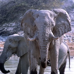 African Elephant Elefanten in Okaukueju