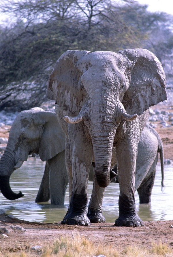 African Elephant Elefanten in Okaukueju