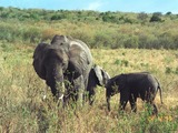 African Elephant Elephant afrikan
