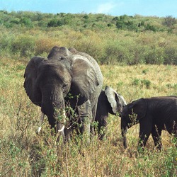 African Elephant Elephant afrikan