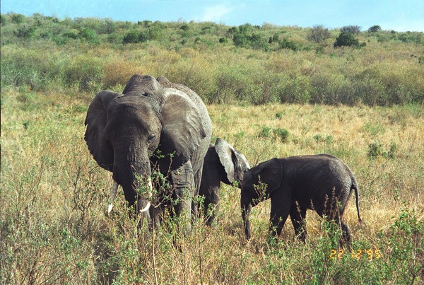 African Elephant Elephant afrikan