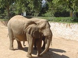 African Elephant Elephant israel