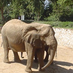 African Elephant Elephant israel