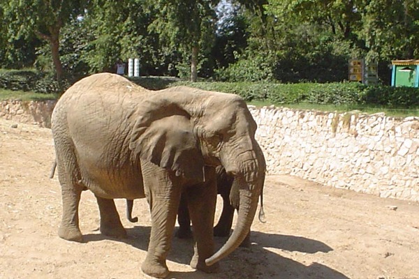 African Elephant Elephant israel