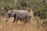 African Elephant Photo Gallery