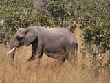 African Elephant Elephant mikumi