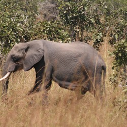 African Elephant Elephant mikumi