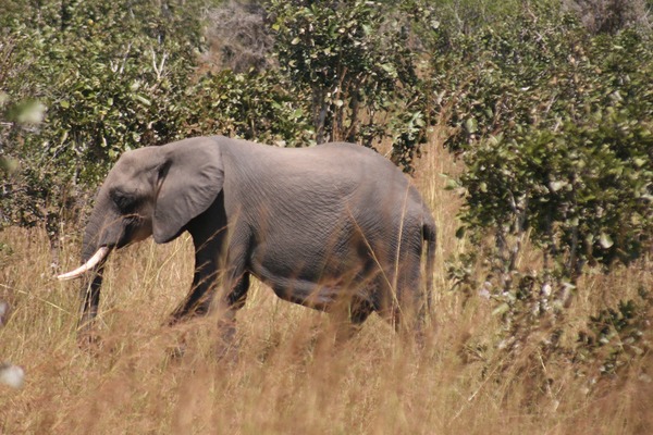 African Elephant Elephant mikumi