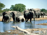 African Elephant Elephants_Etosha_Namibia(1)