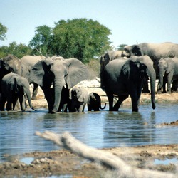 African Elephant Elephants_Etosha_Namibia(1)