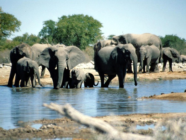 African Elephant Elephants_Etosha_Namibia(1)