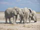 African Elephant Elephants_at_Etosha_National_Park01