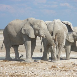 African Elephant Elephants_at_Etosha_National_Park01