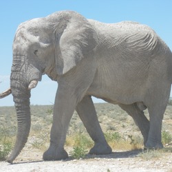 African Elephant Elephants_at_Etosha_National_Park03