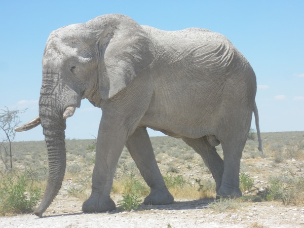 African Elephant Elephants_at_Etosha_National_Park03