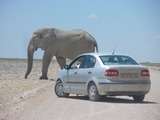 African Elephant Elephants_at_Etosha_National_Park04