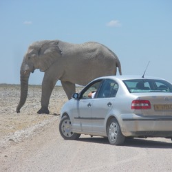 African Elephant Elephants_at_Etosha_National_Park04