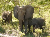 African Elephant Elephants_chobe_national_park