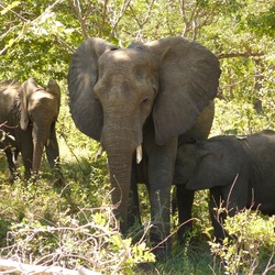 African Elephant Elephants_chobe_national_park