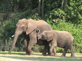 African Elephant Elephants