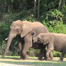 African Elephant Elephants