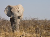 Elefant im Etosha-Nationalpark, Namibia