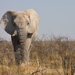 Elefant im Etosha-Nationalpark, Namibia