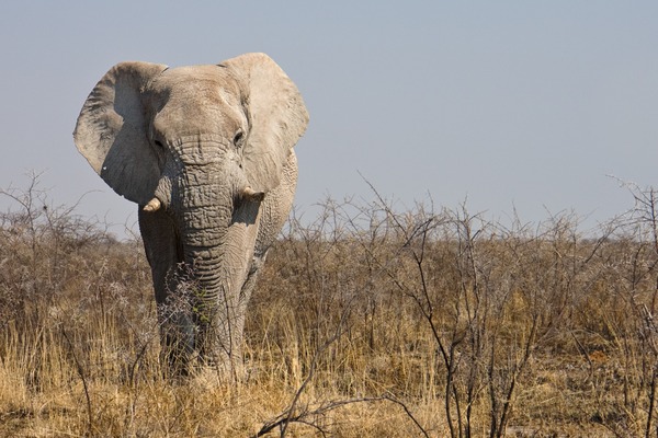 Elefant im Etosha-Nationalpark, Namibia
