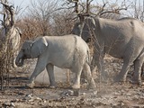 Junger Elefant im Etosha-Nationalpark, Namibia