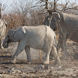 Junger Elefant im Etosha-Nationalpark, Namibia