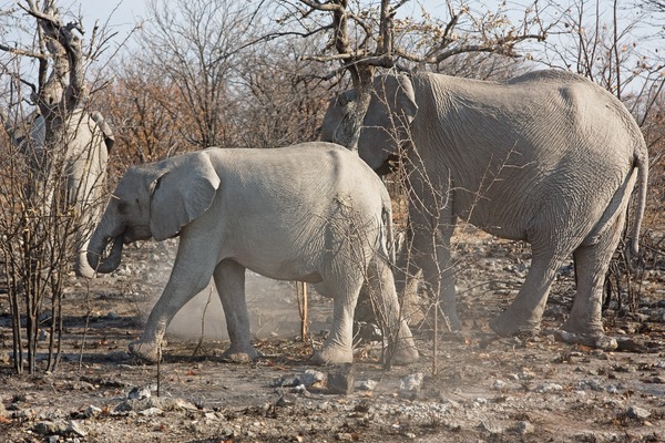 Junger Elefant im Etosha-Nationalpark, Namibia
