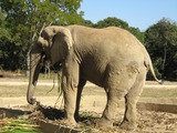 African Elephant Fundacao zoo botanica