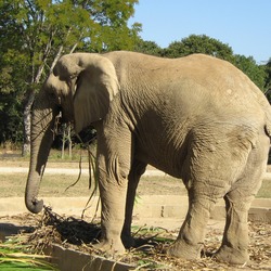 African Elephant Fundacao zoo botanica