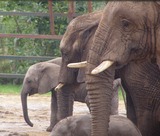 Large Land Mammals