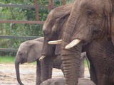 African Elephant Howletts loxodonta africana