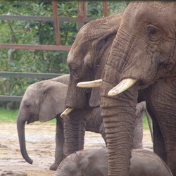 African Elephant Howletts loxodonta africana