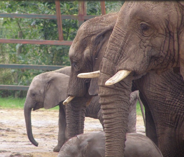 African Elephant Howletts loxodonta africana